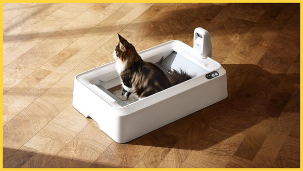 PETKIT Purobot Crystal Duo - Top 10 Questions and Answers