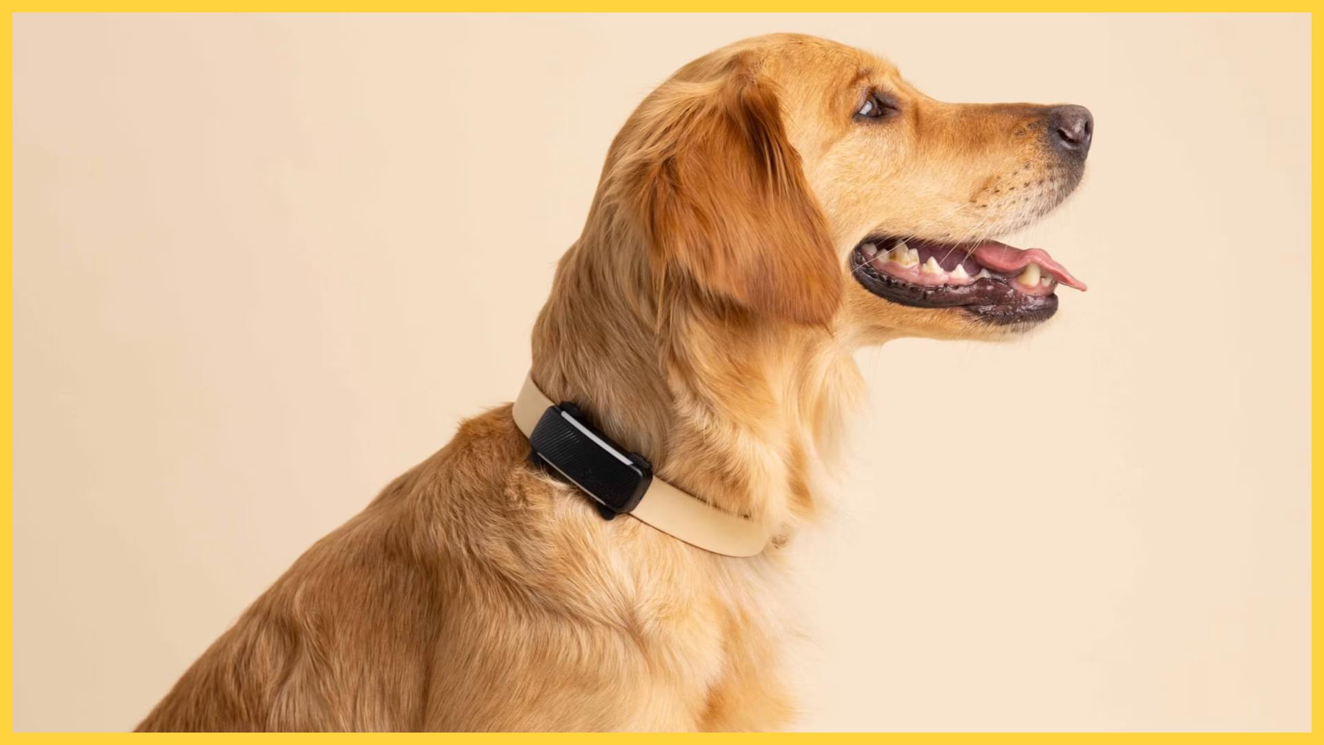 Tractive DOG 6 - The GPS  Guardian for Your Canine Companion